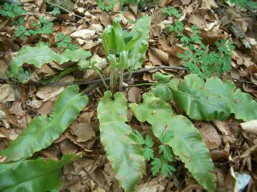 Scolopendria - Phyllitis scolopendrium