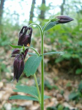 Aquilegia